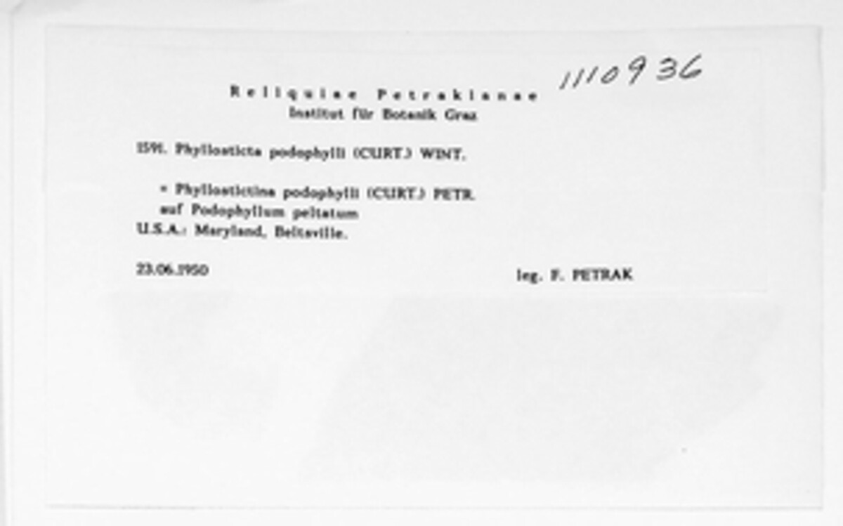 Phyllosticta podophylli image